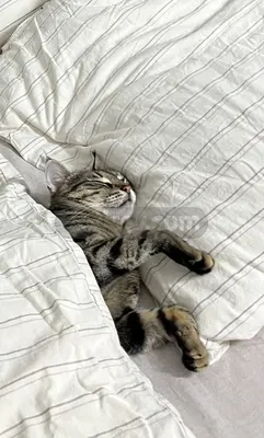 Acil Ömürlük Yuva🐾 - fotoğraf 3