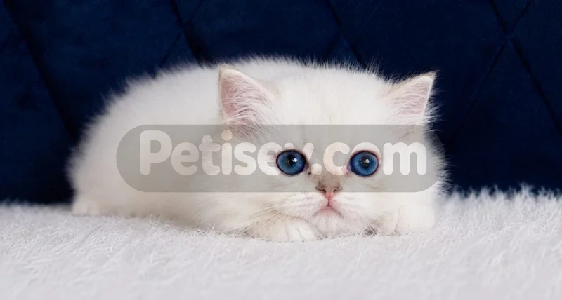British Longhair Golden Point ny1233 - fotoğraf 2