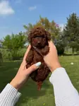 TOY POODLE YAVRULARI - fotoğraf 3