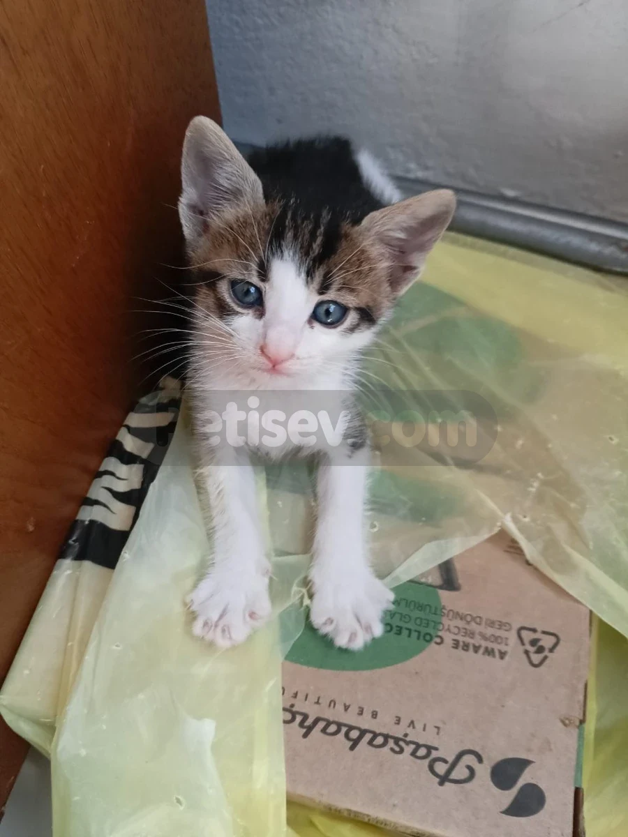 Sahiplendirme - Tekir Kedi İstanbul