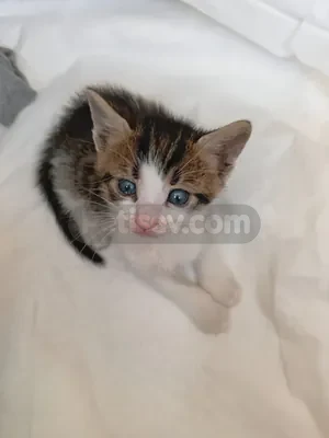 Sahiplendirme - fotoğraf 3