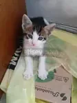 Sahiplendirme