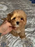 TOY POODLE KALİTESİNDE MALTİPOO YAVRULARI  - fotoğraf 3