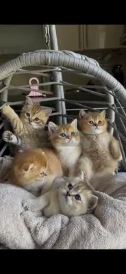 İlan Fotoğrafı