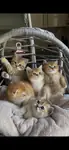 GOLDEN BRİTHİS SHORTHAİR - fotoğraf 3