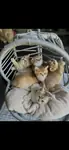 GOLDEN BRİTHİS SHORTHAİR - fotoğraf 4