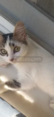 İlan Fotoğrafı
