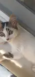Yavru kedi sahiplendirme - Tekir Kedi - İzmir
