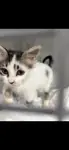 Yavru kedi sahiplendirme - fotoğraf 2