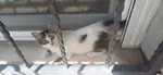 Yavru kedi sahiplendirme - fotoğraf 3