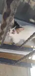 Yavru kedi sahiplendirme - fotoğraf 4