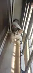 Yavru kedi sahiplendirme - fotoğraf 5