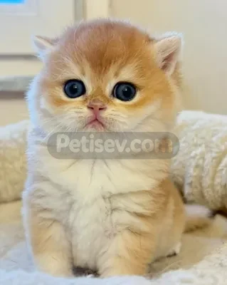 İlan Fotoğrafı