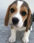 ELİZABETH BEAGLE YAVRULARI - fotoğraf 2
