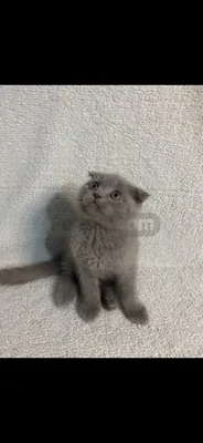 İlan Fotoğrafı