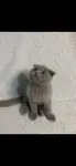 Beyoğlu scottish fold