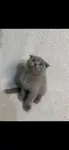 Beyoğlu scottish fold - fotoğraf 2