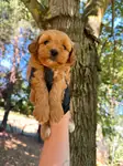 Maltipoo Dişi - fotoğraf 3