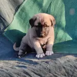 IRK GARANTİLİ KANGAL YAVRULARI - fotoğraf 3