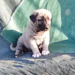 IRK GARANTİLİ KANGAL YAVRULARI - fotoğraf 4