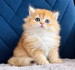 British Longhair Golden Bebek