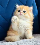 British Longhair Golden Bebek - fotoğraf 3