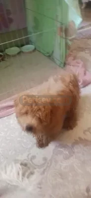 POODLE köpeğimizi sahiplendiriyoruz - fotoğraf 3