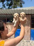 Maltıpo oyuncak tatlı bebekler - fotoğraf 4