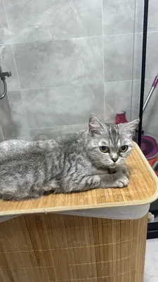 İki kedimi beraber sahiplendirmek istiyorum - fotoğraf 2