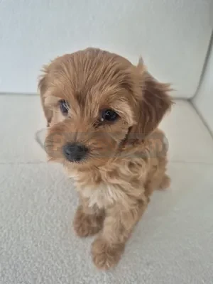 Toy poodle  - fotoğraf 1