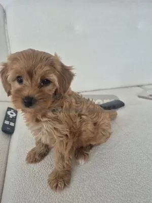 Toy poodle  - fotoğraf 3