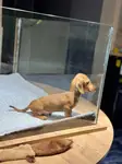 Dachshund yavrular erkek ve dişi mevcut - fotoğraf 3