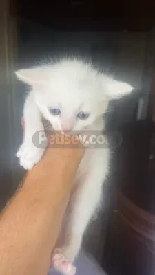 Ömürlük yuvalar ariyoruz  - fotoğraf 2