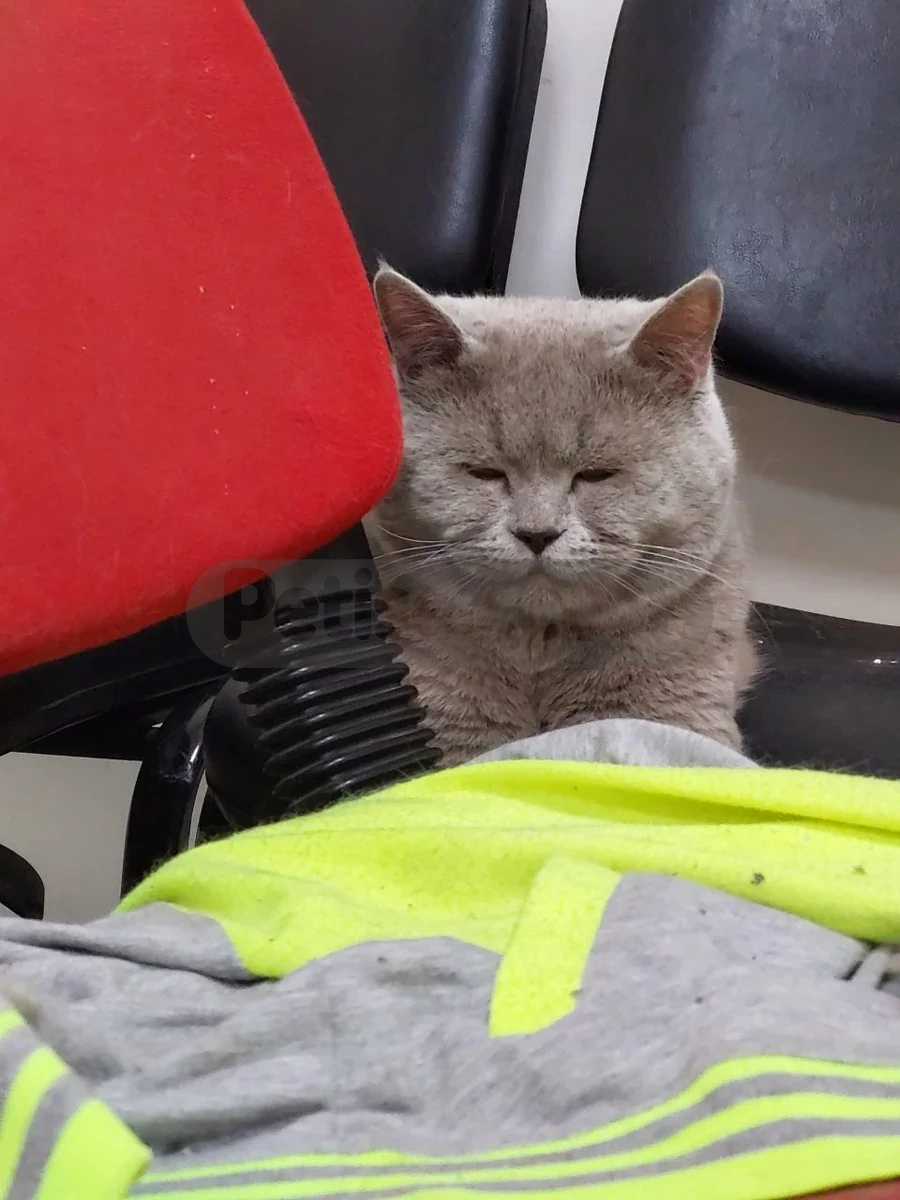 Zeus Şapşiğine Ücretsiz Yuva - British Shorthair Afyonkarahisar