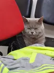 Zeus Şapşiğine Ücretsiz Yuva