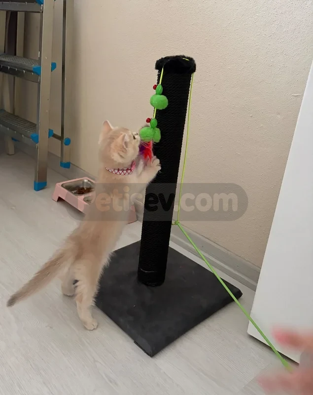İstanbul yavru british shorthair blue golden - fotoğraf 3