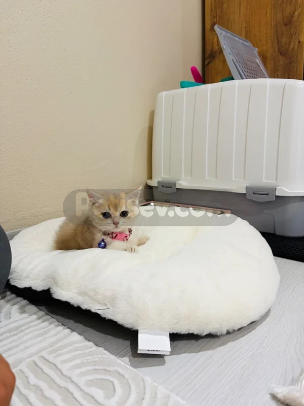 İstanbul yavru british shorthair blue golden - fotoğraf 4