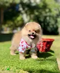 Boo Pomeranian teddy Bear Yavrular  - fotoğraf 3