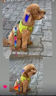 Toy poddle - fotoğraf 2