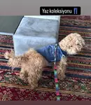 Toy poddle