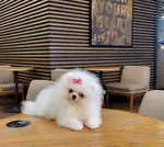 Pomeranian Boo Teddy Bear En Mini Yavrular  - fotoğraf 4