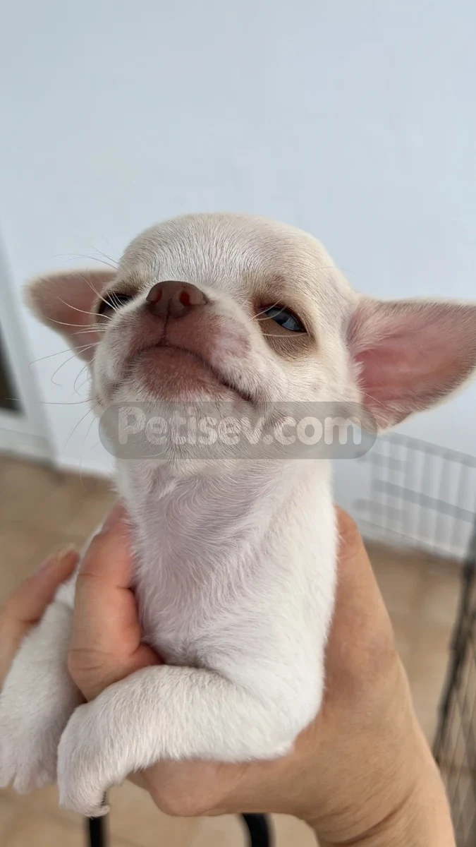 Yavru erkek Chihuahua (şivava) - Chihuahua Mersin