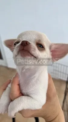 Yavru erkek Chihuahua (şivava) - fotoğraf 1