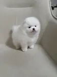 Boo Pomeranian Teddy Bear Yavrularımız  - fotoğraf 2