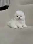 Boo Pomeranian Teddy Bear Yavrularımız  - fotoğraf 3