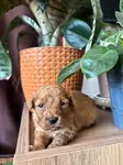 Tüm Türkiye'ye Toy Poodle Sahiplendirme - fotoğraf 3