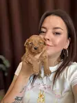 Tüm Türkiye'ye Toy Poodle Sahiplendirme - fotoğraf 4