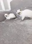 2 kardeş blue point dişi ve erkek