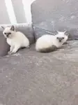 2 kardeş blue point dişi ve erkek - fotoğraf 2