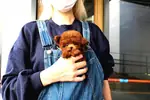 Safkan Toy Poodle Bebeklerimiz - Toy Poodle - İstanbul